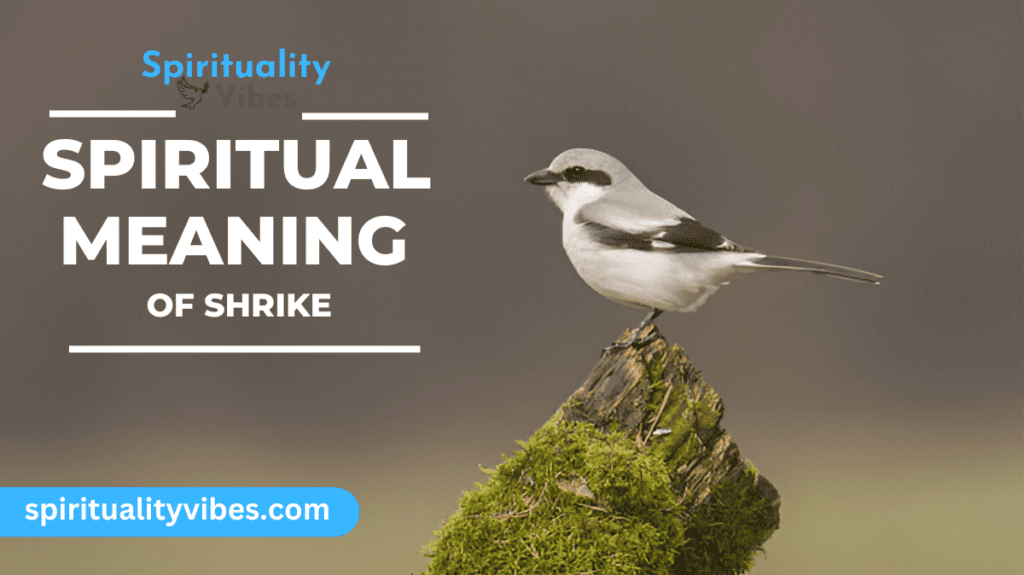 Spiritual Meaning of Shrike