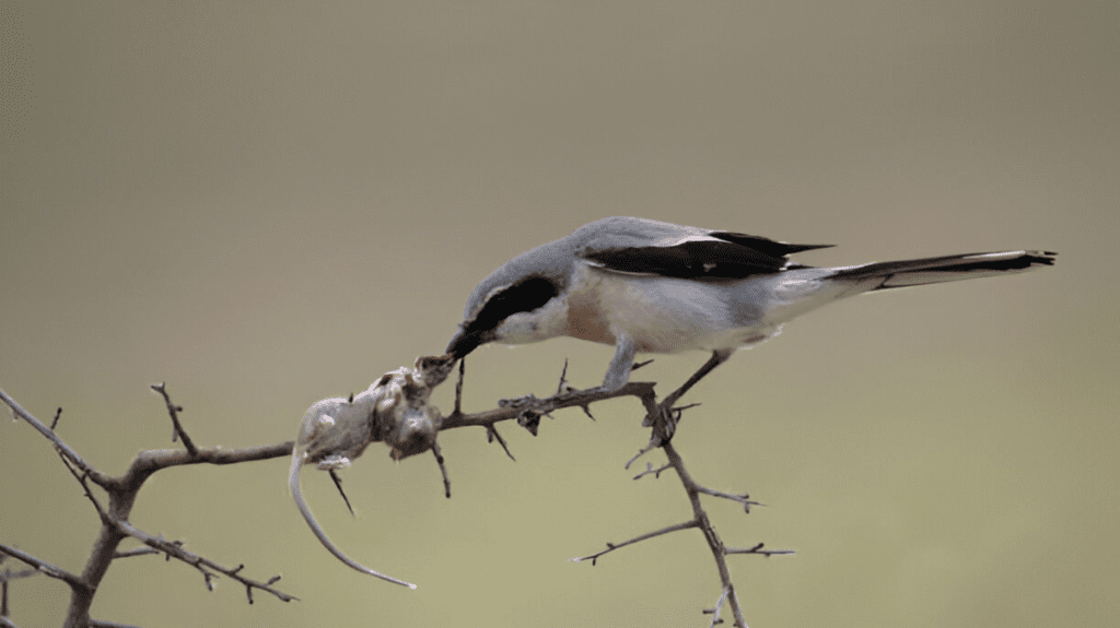 Spiritual Meaning of Shrike