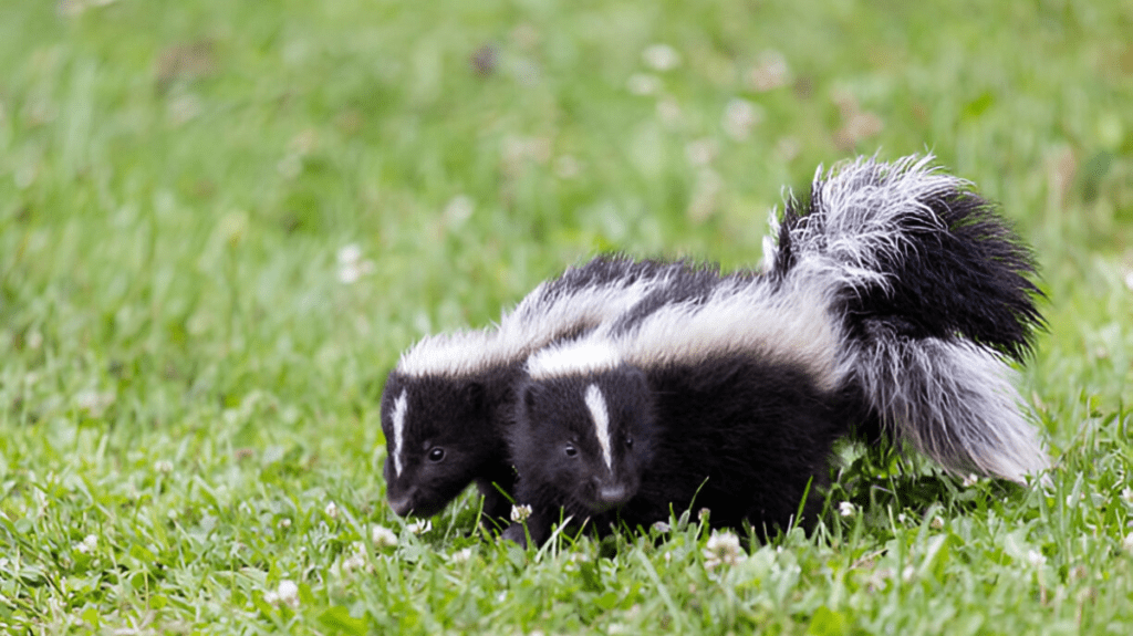 Spiritual Meaning of Skunk