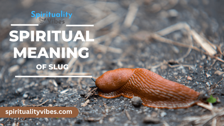 Spiritual Meaning of Slug