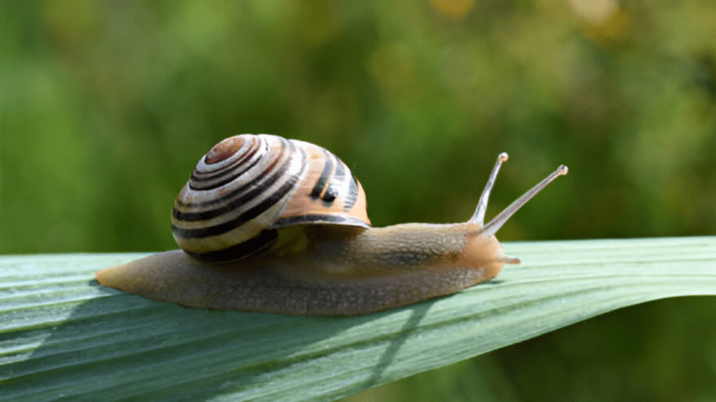 Spiritual Meaning of Snail