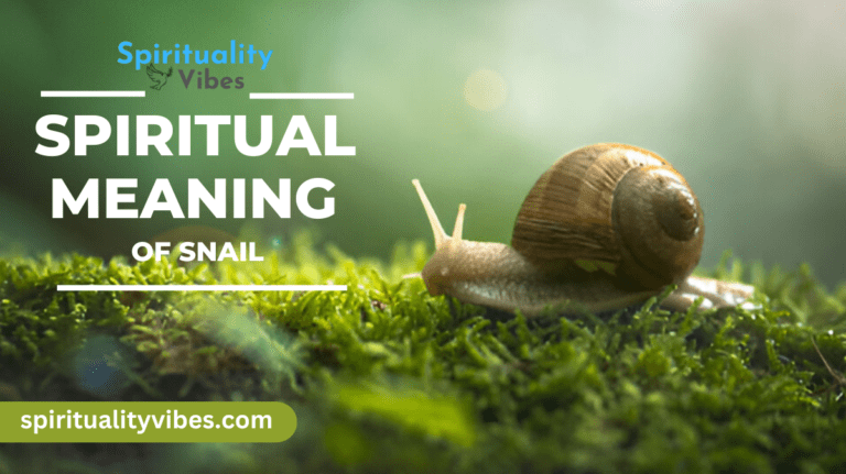 Spiritual Meaning of Snail