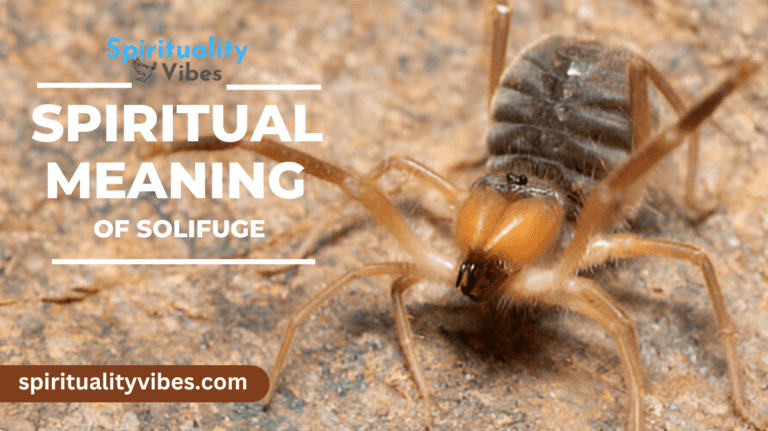 Spiritual Meaning of Solifuge