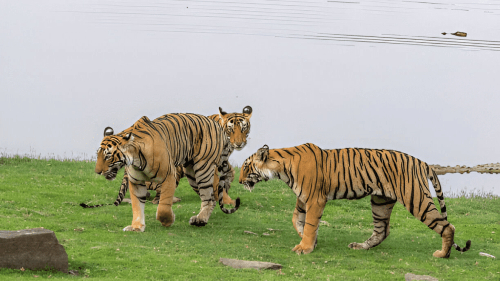 Spiritual Meaning of Tiger