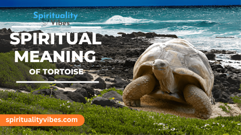 Spiritual Meaning of Tortoise