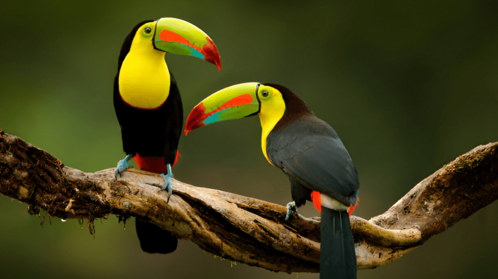 Spiritual Meaning of Toucan