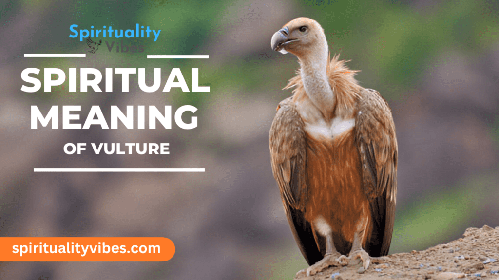 Spiritual Meaning of Vulture