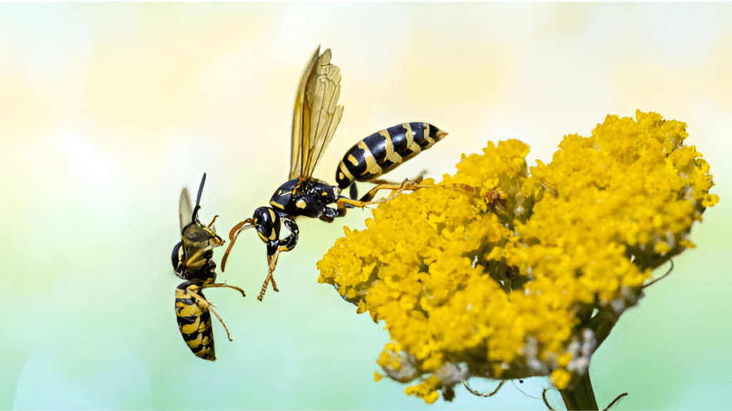 Spiritual Meaning of Wasp