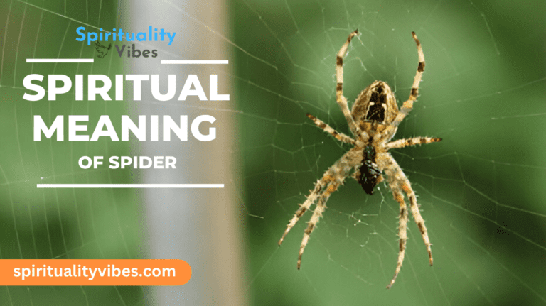 Spiritual Meaning of spider