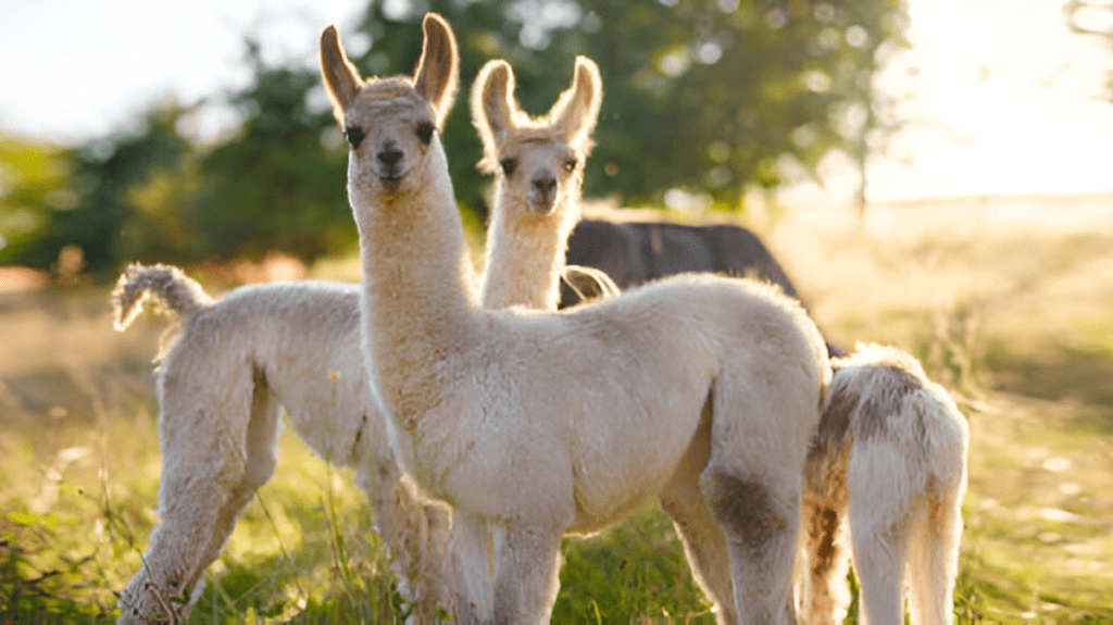 Spiritual Meaning of Alpaca