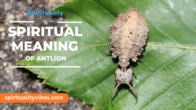 Spiritual Meaning of Antlion