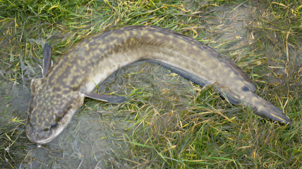 Spiritual Meaning of Burbot