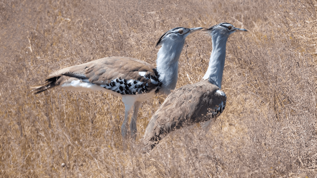 Spiritual Meaning of Bustard