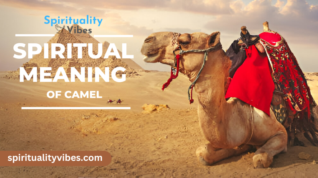 Spiritual Meaning of Camel