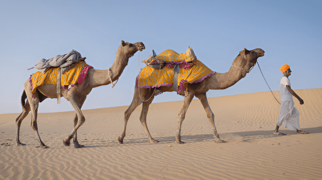 Spiritual Meaning of Camel