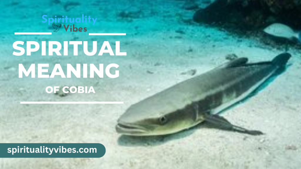 Spiritual Meaning of Cobia