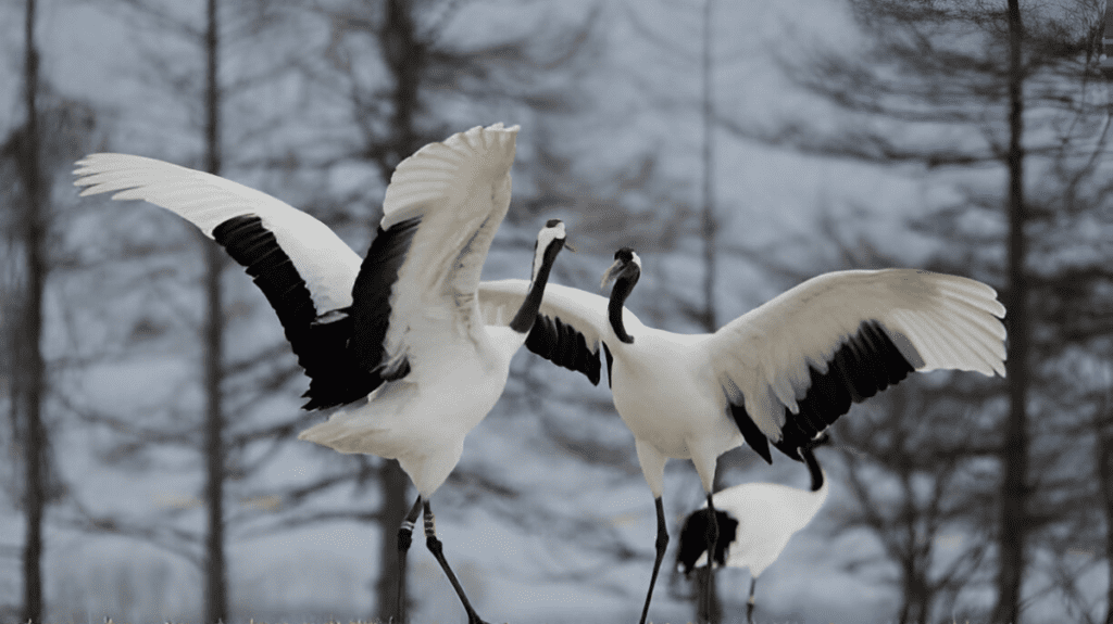 Spiritual Meaning of Crane