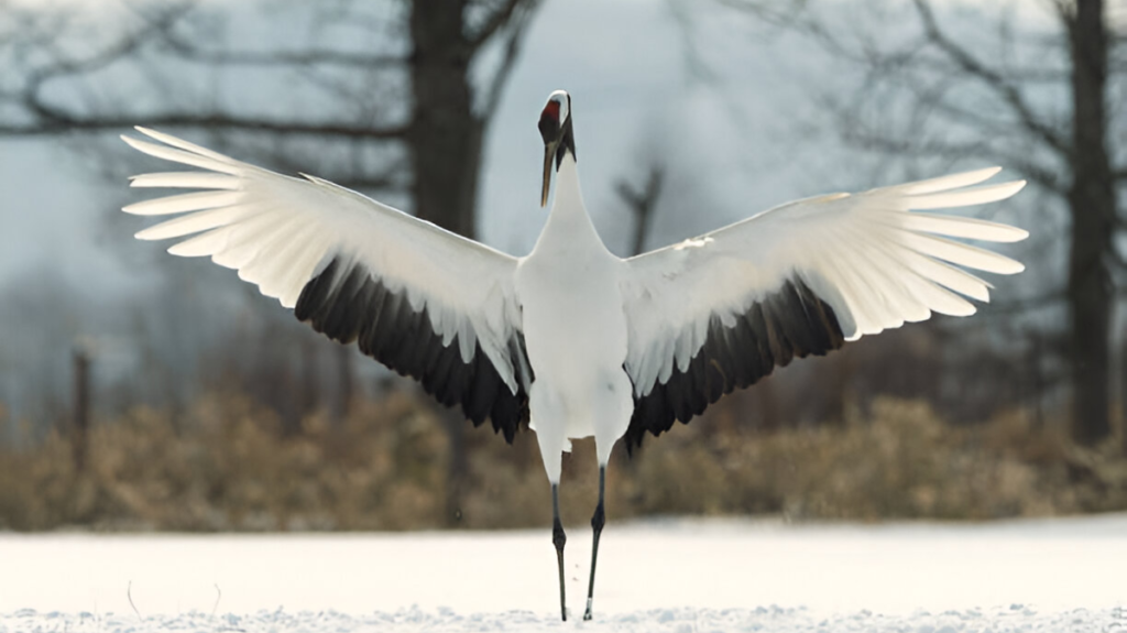 Spiritual Meaning of Crane