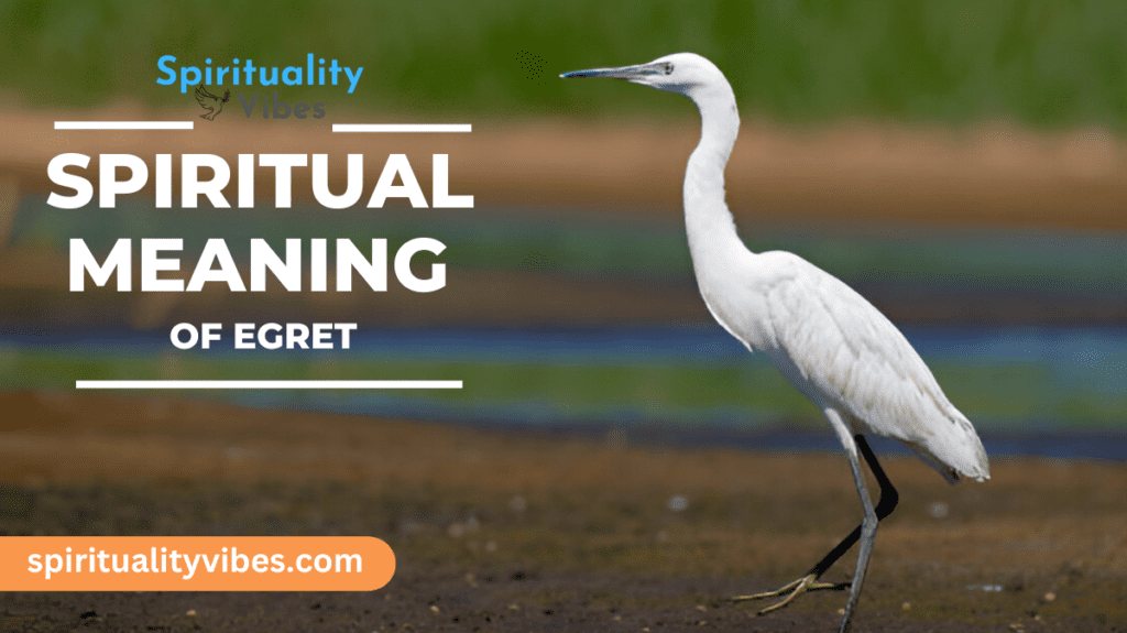 Spiritual Meaning of Egret