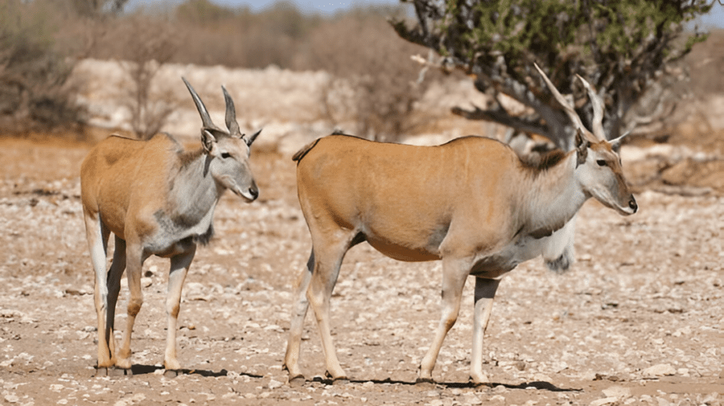 Spiritual Meaning of Eland