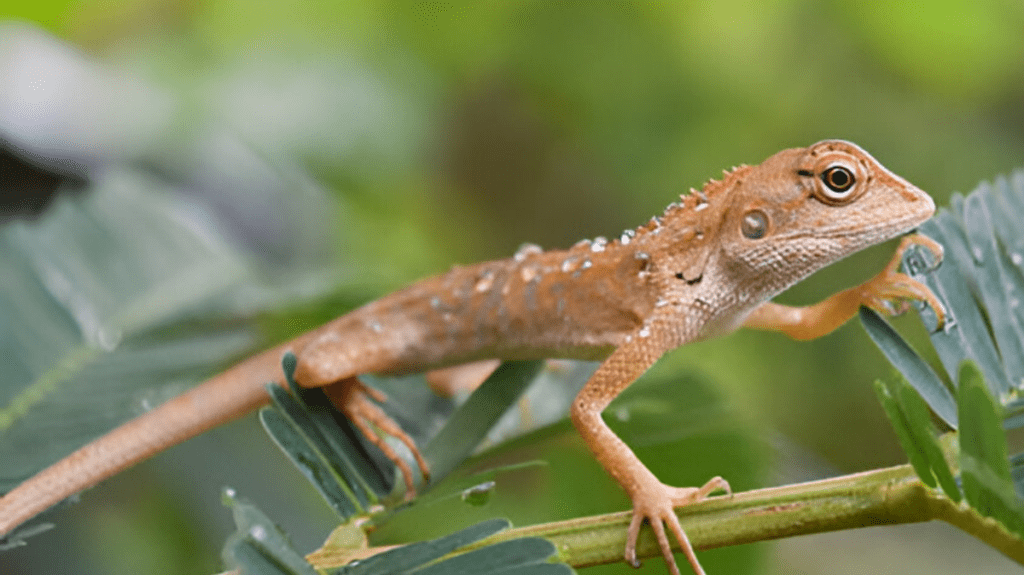 Spiritual Meaning of Gecko