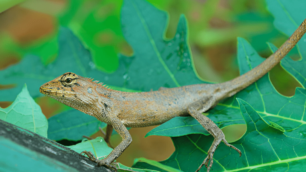 Spiritual Meaning of Gecko