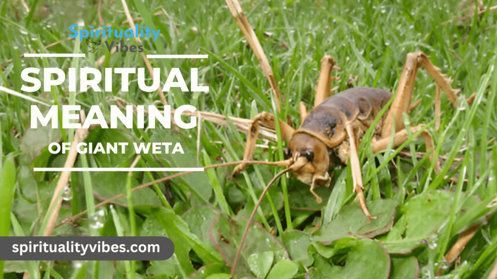 Spiritual Meaning of Giant Weta