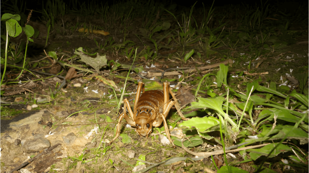 Spiritual Meaning of Giant Weta