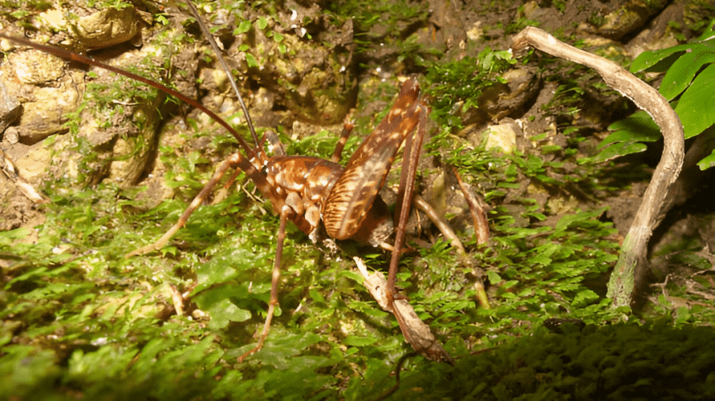 Spiritual Meaning of Giant Weta