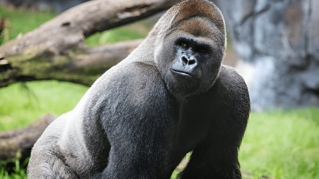 Spiritual Meaning of Gorilla