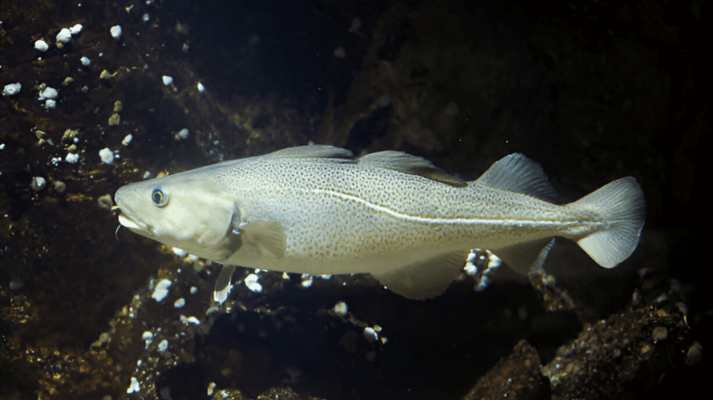 Spiritual Meaning of Haddock