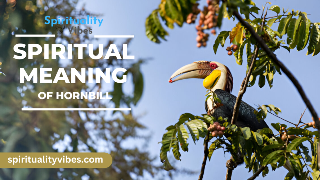 Spiritual Meaning of Hornbill