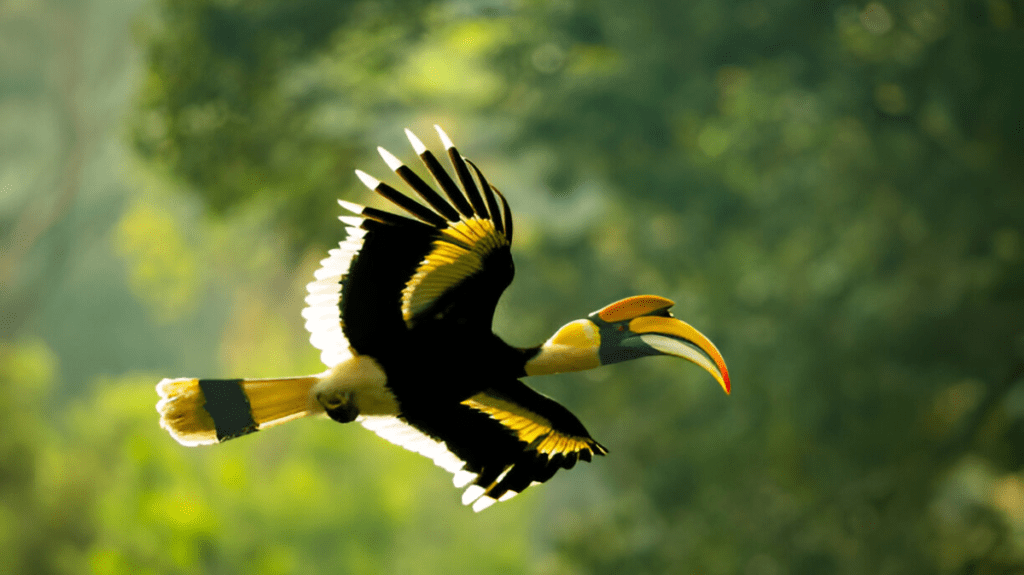 Spiritual Meaning of Hornbill