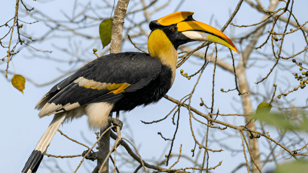 Spiritual Meaning of Hornbill