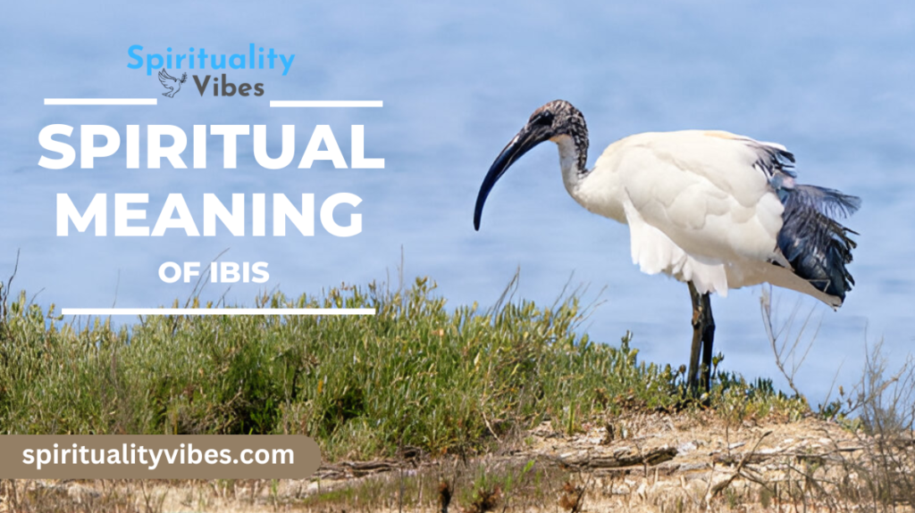 Spiritual Meaning of Ibis