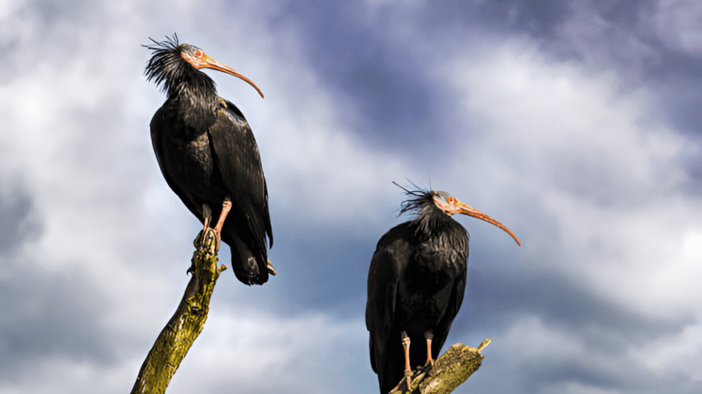 Spiritual Meaning of Ibis