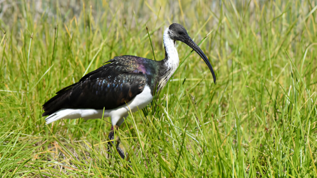 Spiritual Meaning of Ibis