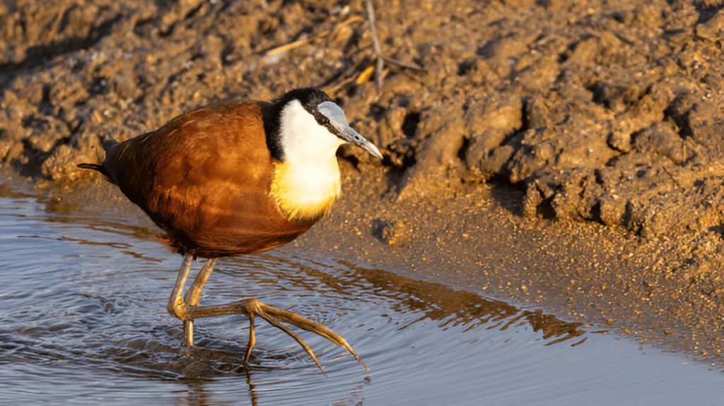 Spiritual Meaning of Jacana