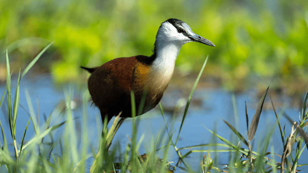 Spiritual Meaning of Jacana