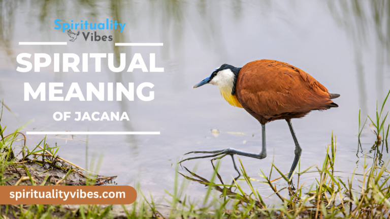 Spiritual Meaning of Jacana