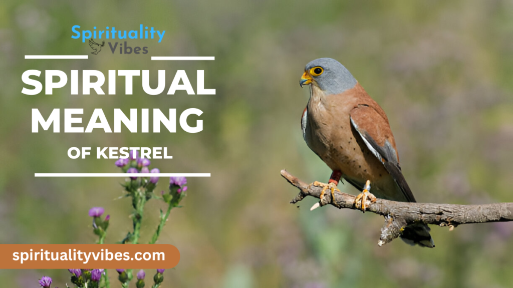 Spiritual Meaning of Kestrel