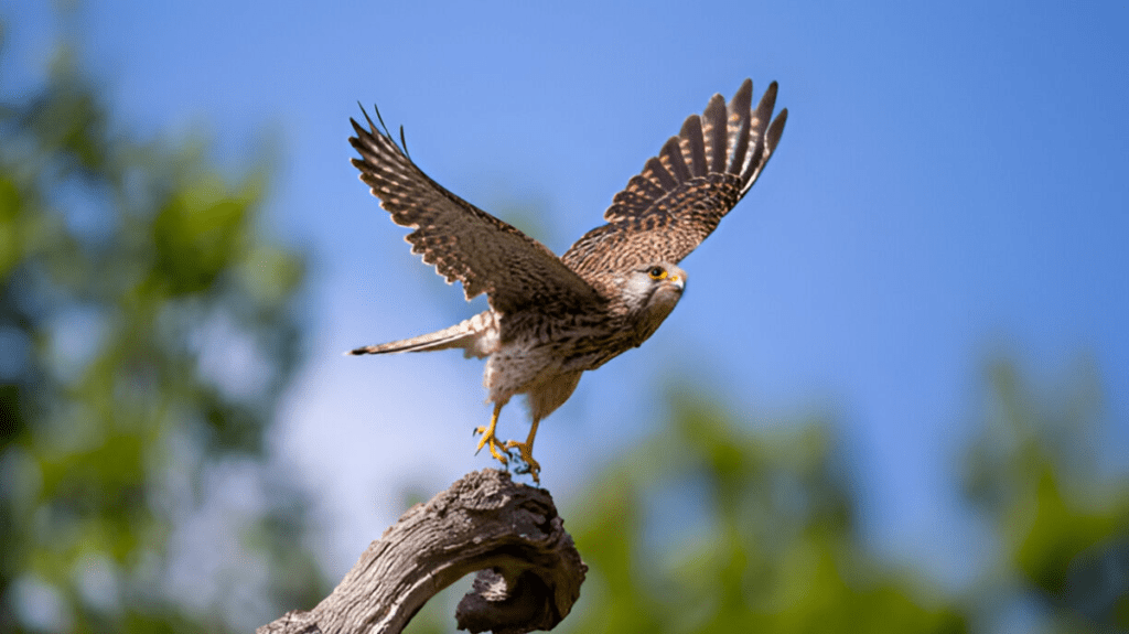 Spiritual Meaning of Kestrel