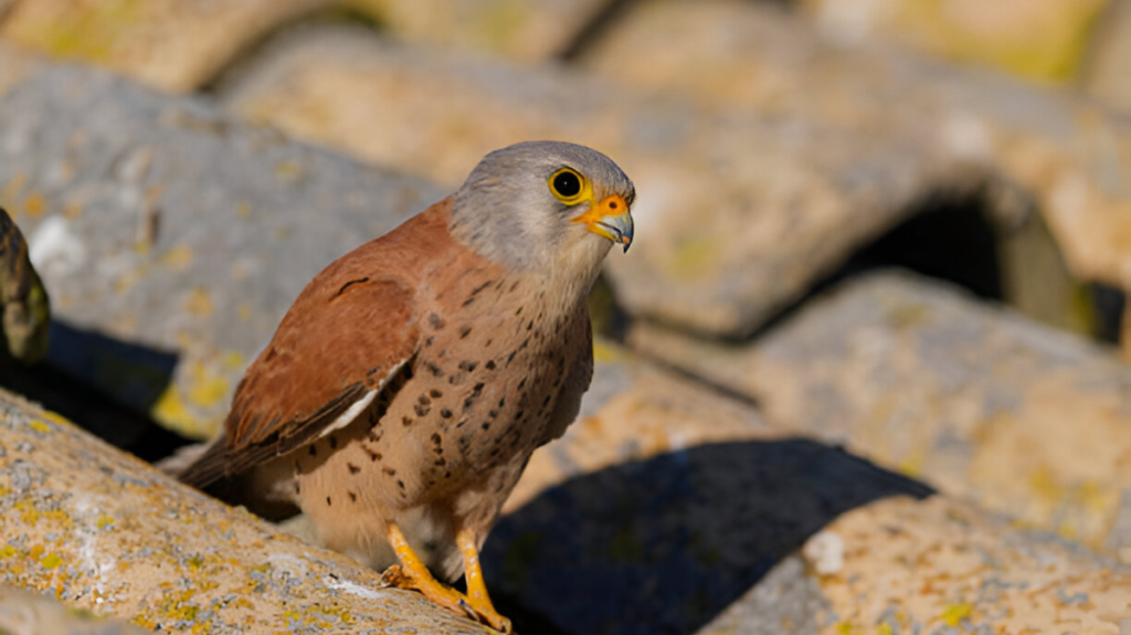 Spiritual Meaning of Kestrel