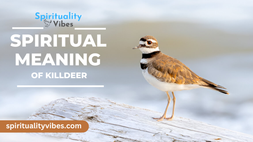 Spiritual Meaning of Killdeer