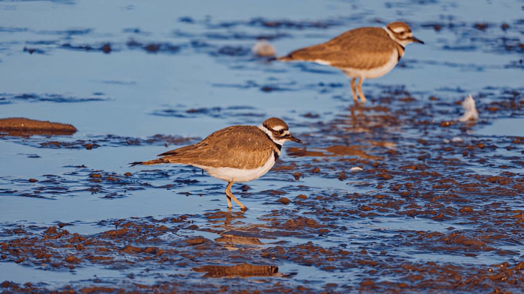 Spiritual Meaning of Killdeer