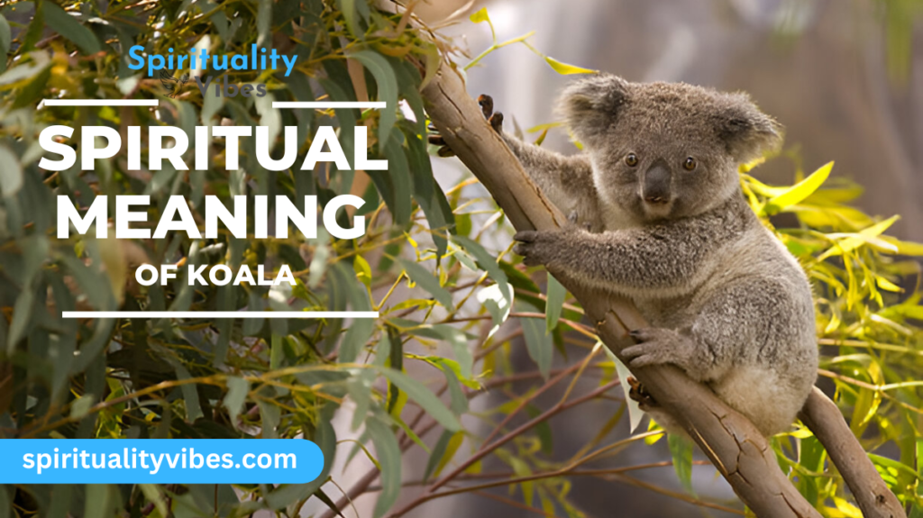 Koala Spiritual Meaning | Symbolism, Messages & Lessons!