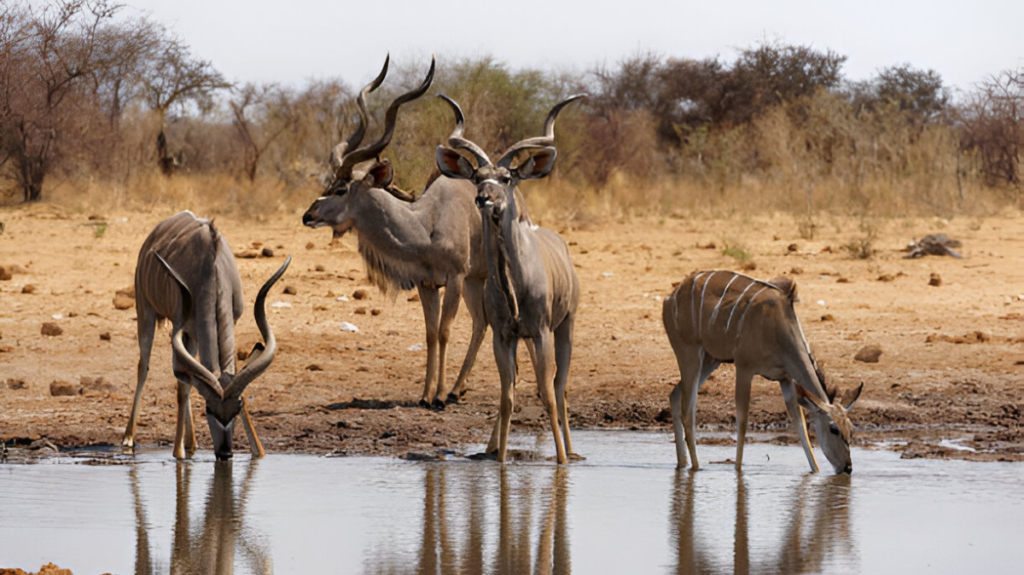 Spiritual Meaning of Kudu