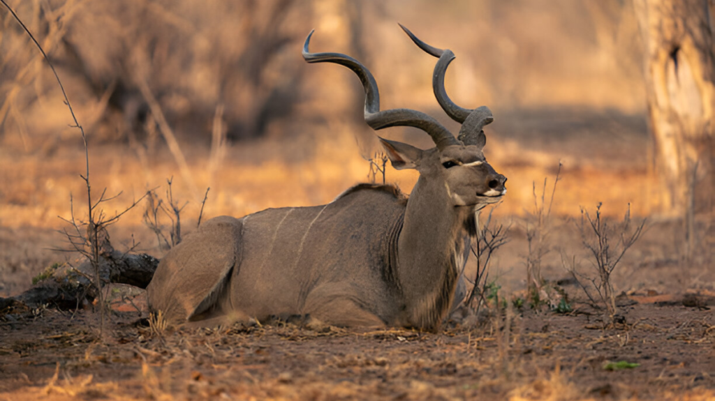 Spiritual Meaning of Kudu