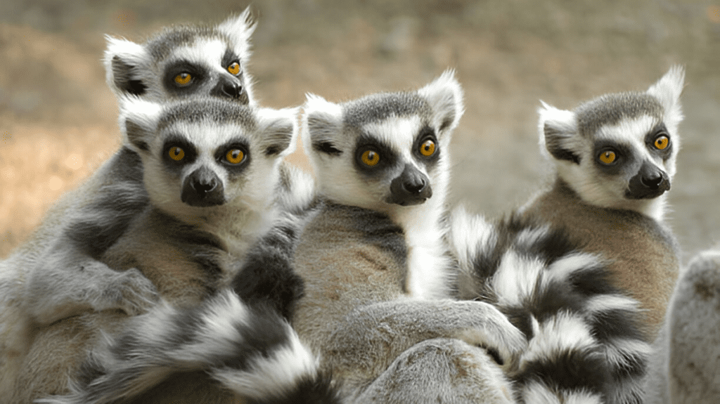 Spiritual Meaning of Lemur