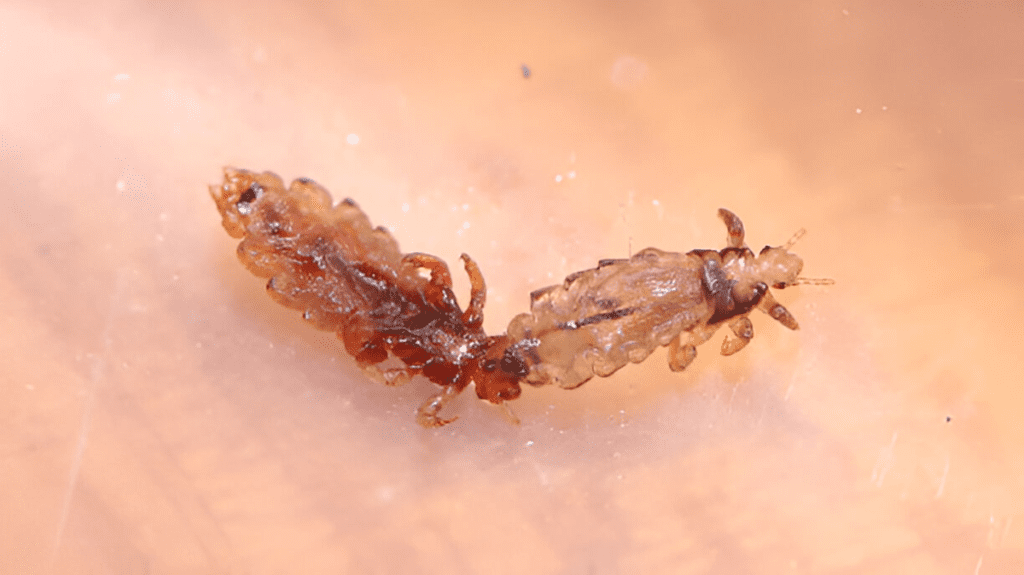 Spiritual Meaning of Lice